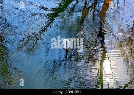 Cigno bianco che fa onde su una superficie d'acqua blu brillante con riflessi di alberi nella foresta ripariale di Tulln, Austria Foto Stock