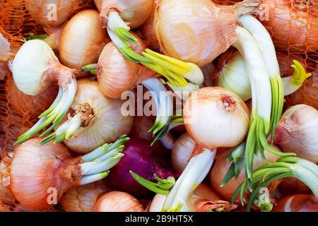 Cipolle organiche germinate dall'alto. Cipolle dorate con germogli verdi. Profondità di campo bassa Foto Stock