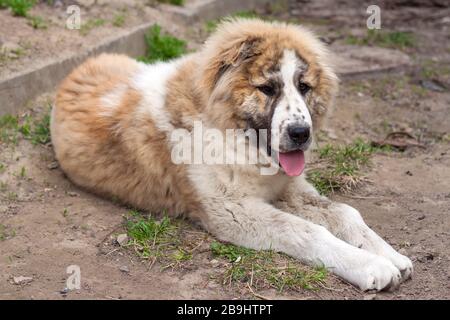 Cucciolo di sette mesi di Pastore dell'Asia Centrale (Alabai) Foto Stock