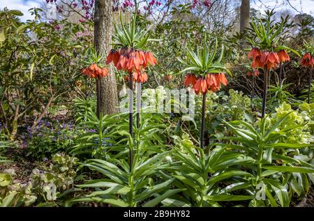 Alta fritillaria imperialis rossa, corona imperiale fritillary, 'Rubra' con grandi fiori a forma di campana fiorito in RHS Garden, Wisley, Surrey in primavera Foto Stock