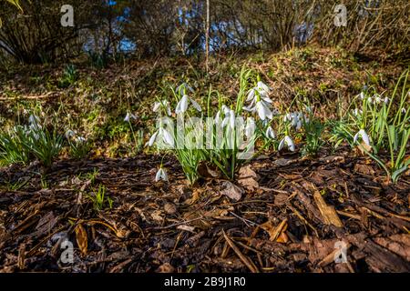 Vista ravvicinata di un grumo di gocce di neve, Galanthus 'Magnet', in crescita e fioritura in inverno nei RHS Gardens, Wisley, Surrey, Inghilterra sud-orientale Foto Stock