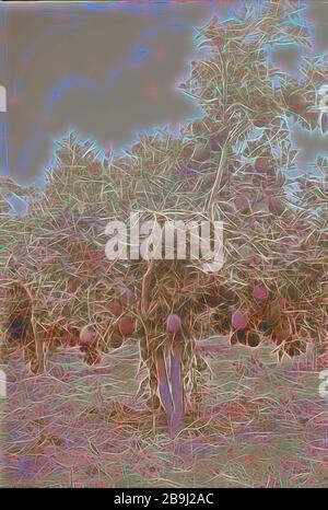 Jaffa. Imballaggio & esportazione di arance. 1898, Israele, Tel Aviv Foto Stock