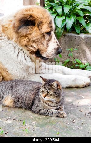 Gatto tabby posato sul terreno nel giardino e cane Alabai (Pastore dell'Asia Centrale) sullo sfondo Foto Stock