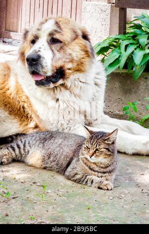 Gatto tabby e cane Alabai (Pastore dell'Asia Centrale) che si posano sul terreno nel cortile Foto Stock