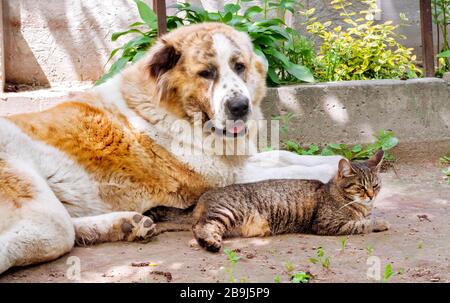 Gatto tabby e cane Alabai (Pastore dell'Asia Centrale) che posano sul terreno nel giardino Foto Stock