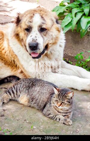 Gatto tabby e cane Alabai (Pastore dell'Asia Centrale) che posano sul terreno nel giardino Foto Stock