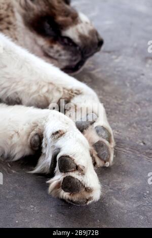 Zampe di cane bianco del Pastore dell'Asia Centrale (Alabai) che dorme su asfalto, primo piano Foto Stock