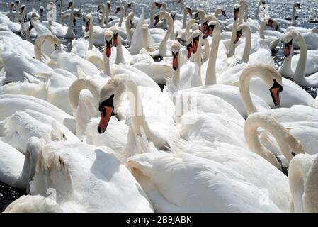 Un enorme gregge di cigni si radunano sul lago a Dorset, Inghilterra. Foto Stock