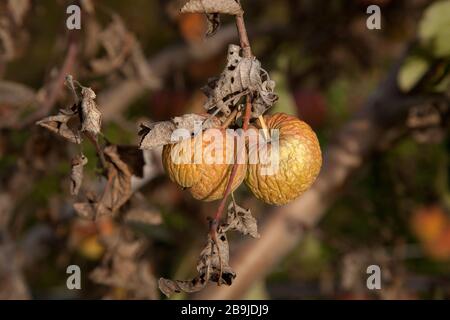 Coppia di mele che marciscono su un albero morto Foto Stock