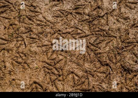 Numerose impronte di anatre e oche nel fango bagnato nelle zone umide che formano texture e uno sfondo astratto in una giornata di sole Foto Stock