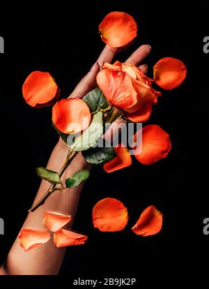 Rosa arancione e petali e mano di donna sotto su sfondo nero. Concetto di cura e tenerezza per la natura Foto Stock