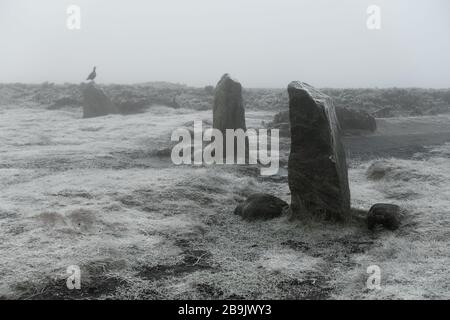 Red grouse seduto su una delle pietre dei dodici Apostoli cerchio di pietra in nebbia e nebbia - Ilkley Moor, Ilkley, West Yorkshire, Inghilterra, Regno Unito Foto Stock