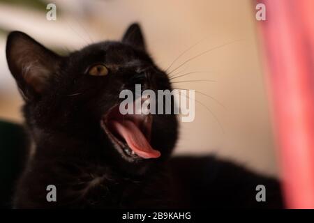 Un ritratto dettagliato da vicino di un gattino nero e bocca di apertura Foto Stock