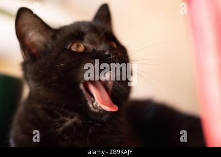 Un ritratto dettagliato da vicino di un gattino nero e bocca di apertura Foto Stock
