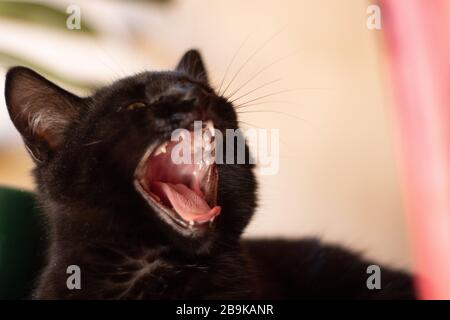 Un ritratto dettagliato da vicino di un gattino nero e bocca di apertura Foto Stock