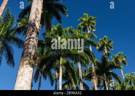 Splendida vista sulle palme imperiali della foresta pluviale, i Giardini Botanici, Rio de Janeiro, Brasile Foto Stock