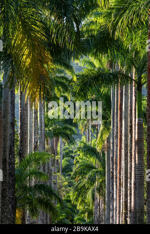 Splendida vista sulle palme imperiali della foresta pluviale, i Giardini Botanici, Rio de Janeiro, Brasile Foto Stock