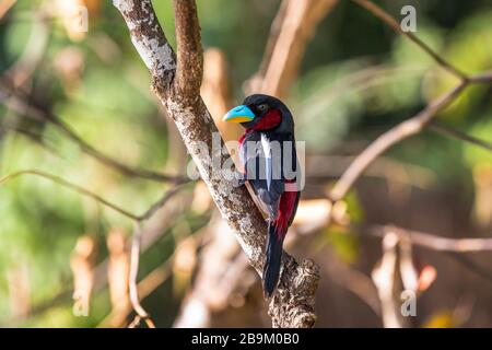 Becco nero e rosso, cymbirhnchus macrorhynchos, un uccello multicolore nelle foreste umide del Borneo, Asia Foto Stock