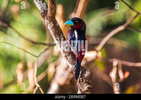 Becco nero e rosso, cymbirhnchus macrorhynchos, un uccello multicolore nelle foreste umide del Borneo, Asia Foto Stock