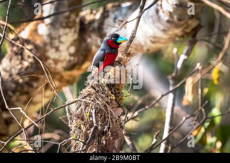 Becco nero e rosso, cymbirhnchus macrorhynchos, un uccello multicolore nelle foreste umide del Borneo, Asia Foto Stock