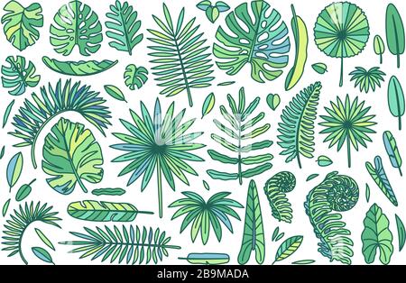 vettore grande esotico foglie set. cute disegno pianta arte Illustrazione Vettoriale