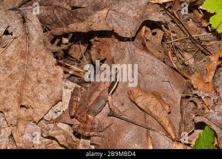 Una rana di legno, Litobates silvaticus, tra le decadenti foglie cadute in una foresta nell'Ontario orientale, Canada Foto Stock