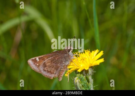 Un comune skipper stradale, Amblyscirtes vialis, alimentazione da un fiore dente di leone in Ontario orientale, Canada Foto Stock