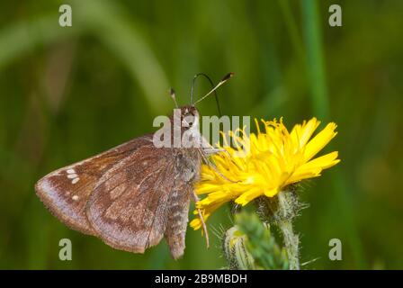 Un comune skipper stradale, Amblyscirtes vialis, alimentazione da un fiore dente di leone in Ontario orientale, Canada Foto Stock