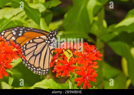 Una farfalla monarca, Danaus plexippus, che alimenta da fiori di croce maltesi, Lychnis calcedonica, in un giardino nell'Ontario orientale Canada. Foto Stock