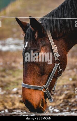 Primo piano di Horses testa mangiare Foto Stock