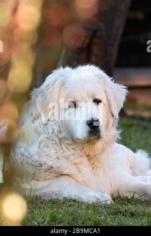 Cane bianco che si posa su erba al giorno di sole in cortile fissando la macchina fotografica con bastone di furia davanti Foto Stock