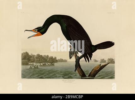 Plate 252 Florida (Double-Crested) Cormorant, The Birds of America folio (1827–1839) John James Audubon, immagine modificata ad altissima risoluzione e qualità Foto Stock