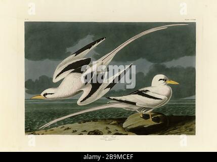 Plate 262 Tropic Bird (White-Tailed Tropicbird) The Birds of America folio (1827–1839) John James Audubon - immagine modificata di qualità ad altissima risoluzione Foto Stock