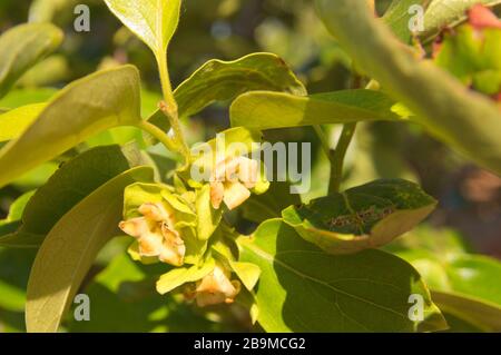 Primo piano di un ramo di albero di persimmone che ha foglie e fiori che dopo impollinato darà origine ai frutti noti come persimmons Foto Stock