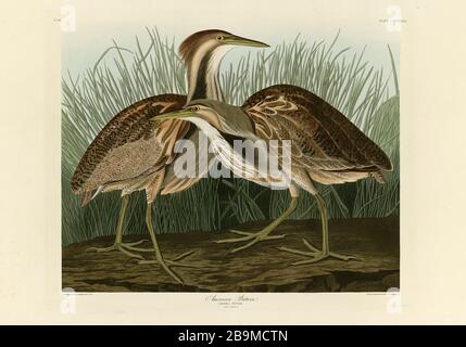 Plate 337 American Bittern from the Birds of America folio (1827–1839) di John James Audubon - immagine modificata ad altissima risoluzione e qualità Foto Stock