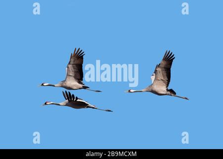 Tre gru comuni migranti / gru eurasiatica (Grus grus) che volano contro il cielo blu durante la migrazione Foto Stock