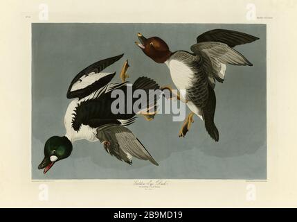 Plate 342 Golden-Eye Duck (Barrows Goldeneye) The Birds of America folio (1827–1839) John James Audubon, immagine modificata ad altissima risoluzione e qualità Foto Stock