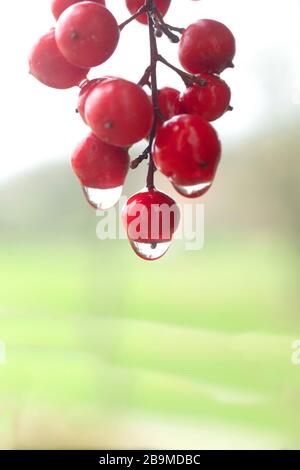 tempo di primavera Foto Stock