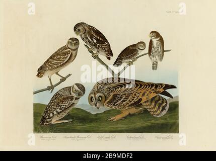 Piatto 432 Owl Burrowing, Owl Burrowing a testa grande, Owl Little Night, Owl Columbian, Owl Short-Earred The Birds of America Folio, John James Audubon Foto Stock