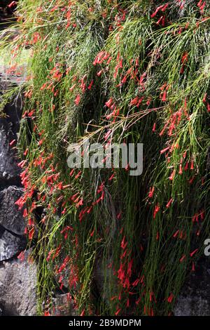 Mount Cinnamon Hotel Grenada Shrimp Plant Foto Stock