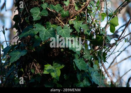 L'edera sempreverde su un tronco. Foto Stock