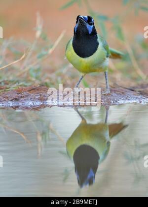 Green Jay (Cyanocorax luxuosus) acqua potabile, Texas del Sud, Stati Uniti Foto Stock