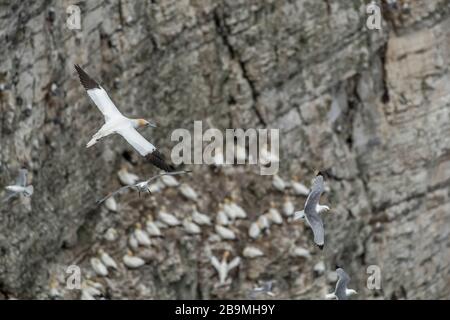 Gannet volando sopra le scogliere con le Gannet oerched sulla faccia della scogliera nello sfondo fuori di fuoco Foto Stock