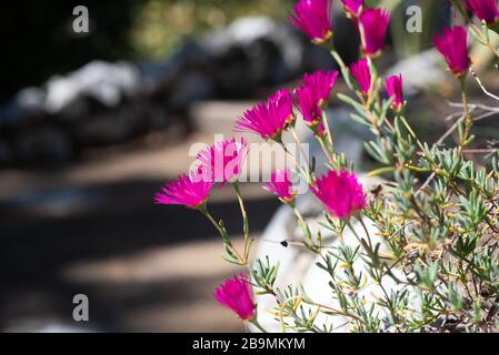 Il bellissimo roseo Lampranthus, la pianta rosata, pianta succulenta fiorita della famiglia Aizoaceae. Foto Stock