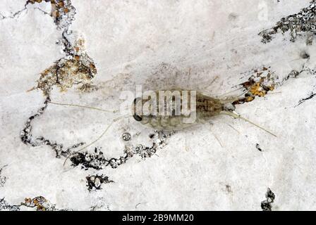 Pidocchi di roccia Ligia Italica, dalla Laguna di Venezia Foto Stock