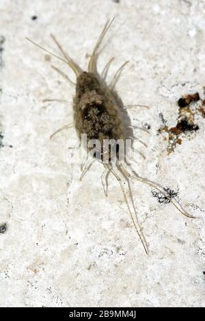 Pidocchi di roccia Ligia Italica, dalla Laguna di Venezia Foto Stock