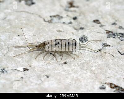 Pidocchi di roccia Ligia Italica, dalla Laguna di Venezia Foto Stock