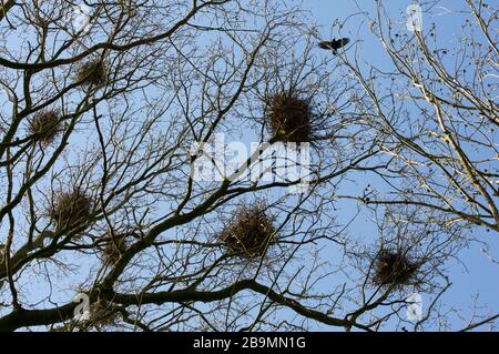 Un rook, Corvus frugilegus, che volava sui nidi di ruscelli in un rookery nel mese di marzo. North Dorset England GB. Foto Stock