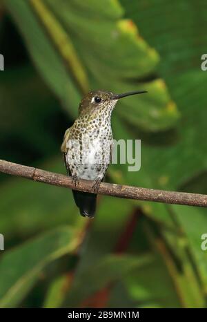 Hummingbird (Taphrospilus hypostictus) adulta arroccato sul ramoscello Fundo Alto Nieva, Perù febbraio
