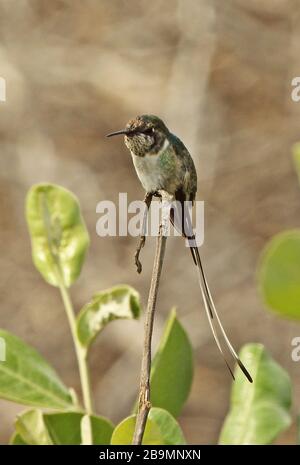 Sheartail peruviano (Thaumastura cora) maschio immaturo arroccato sul ramoscello Rafan, Perù febbraio Foto Stock